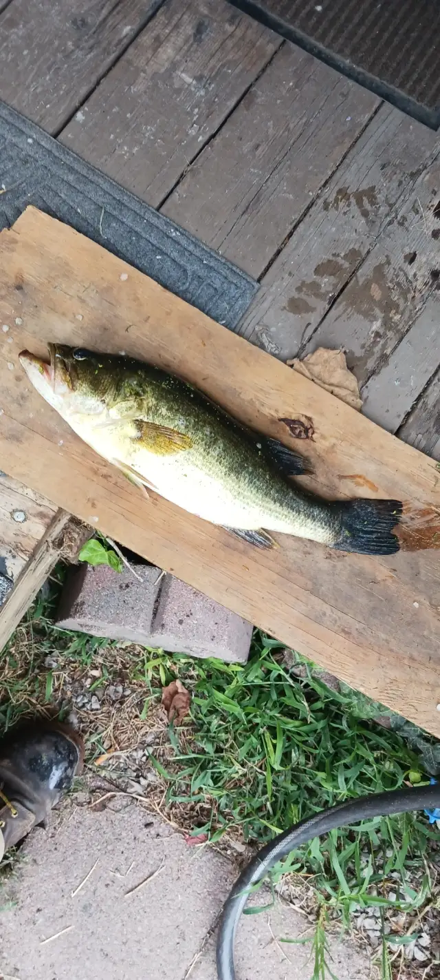 Lmb