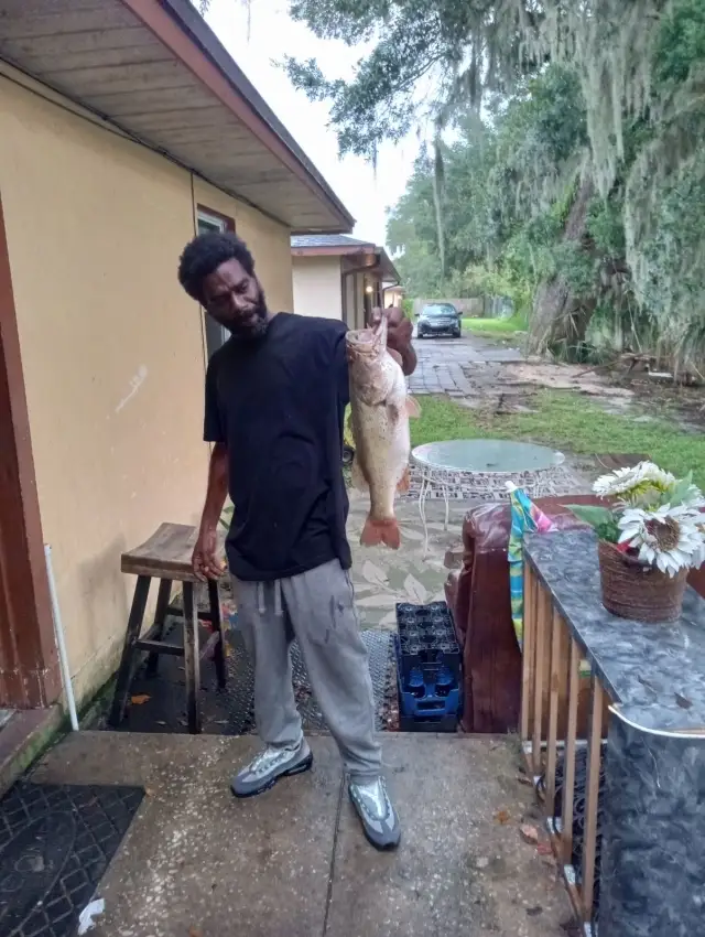 Bass