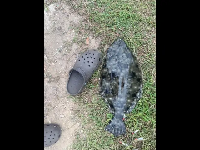 Summer flounder