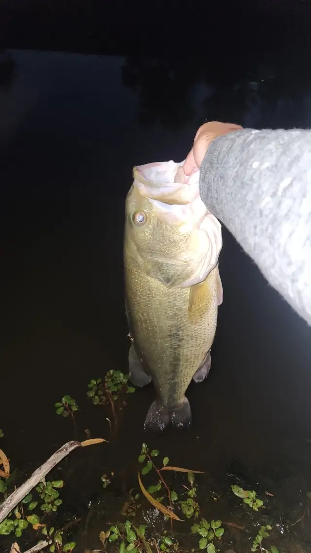 Largemouth