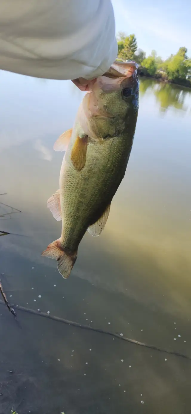 Largemouth