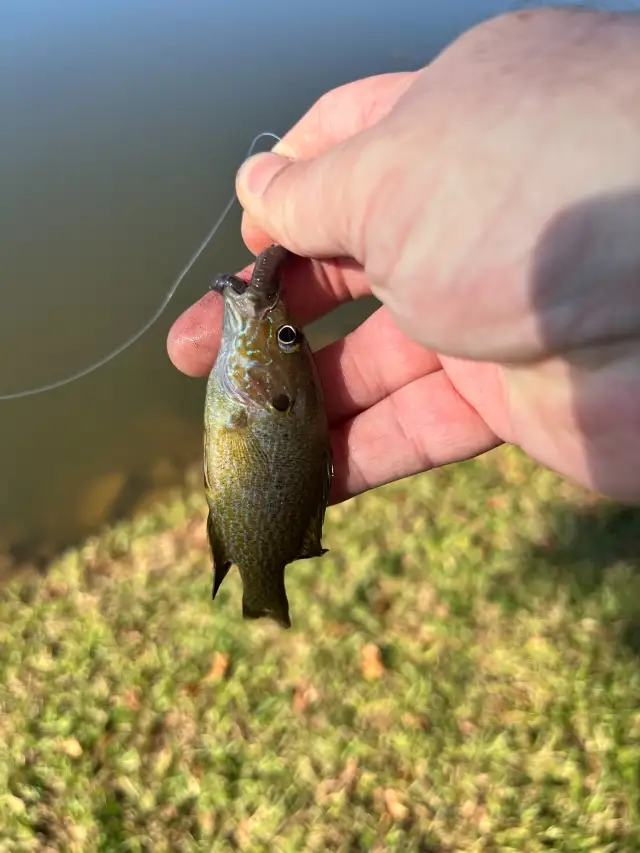 sunfish