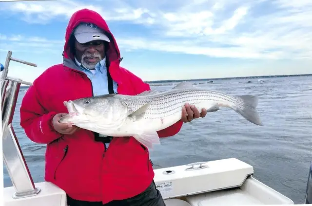 Stripped bass