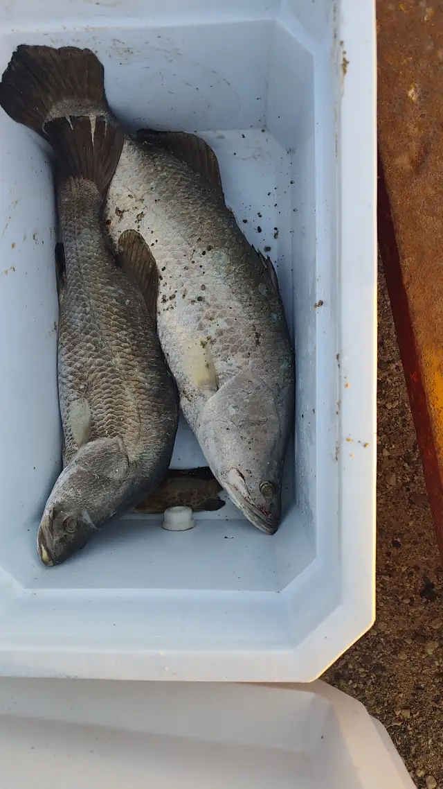 Barramundi، or seabus
