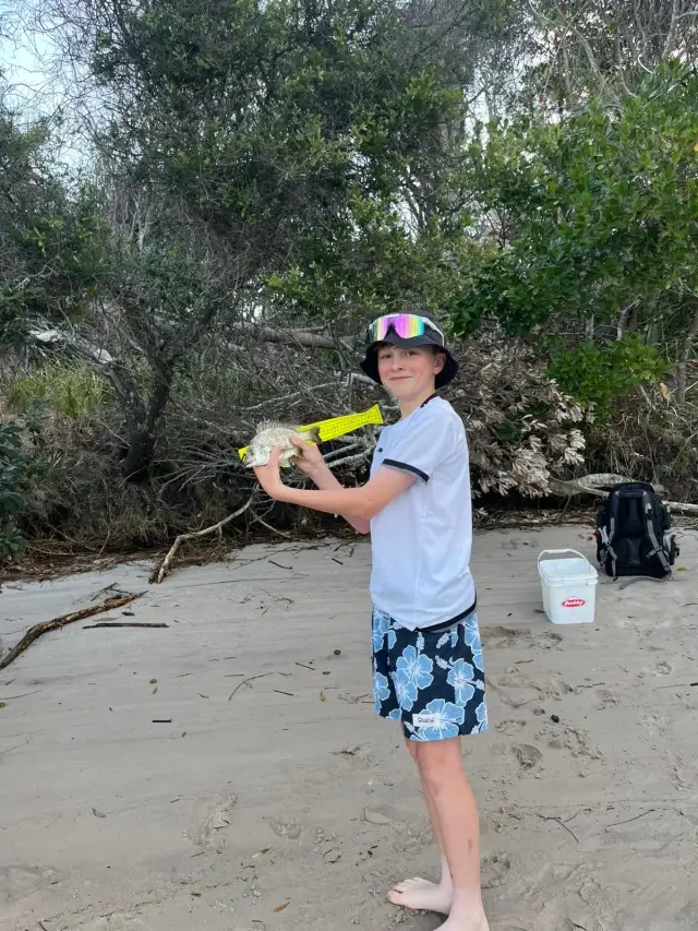 22cm Bream