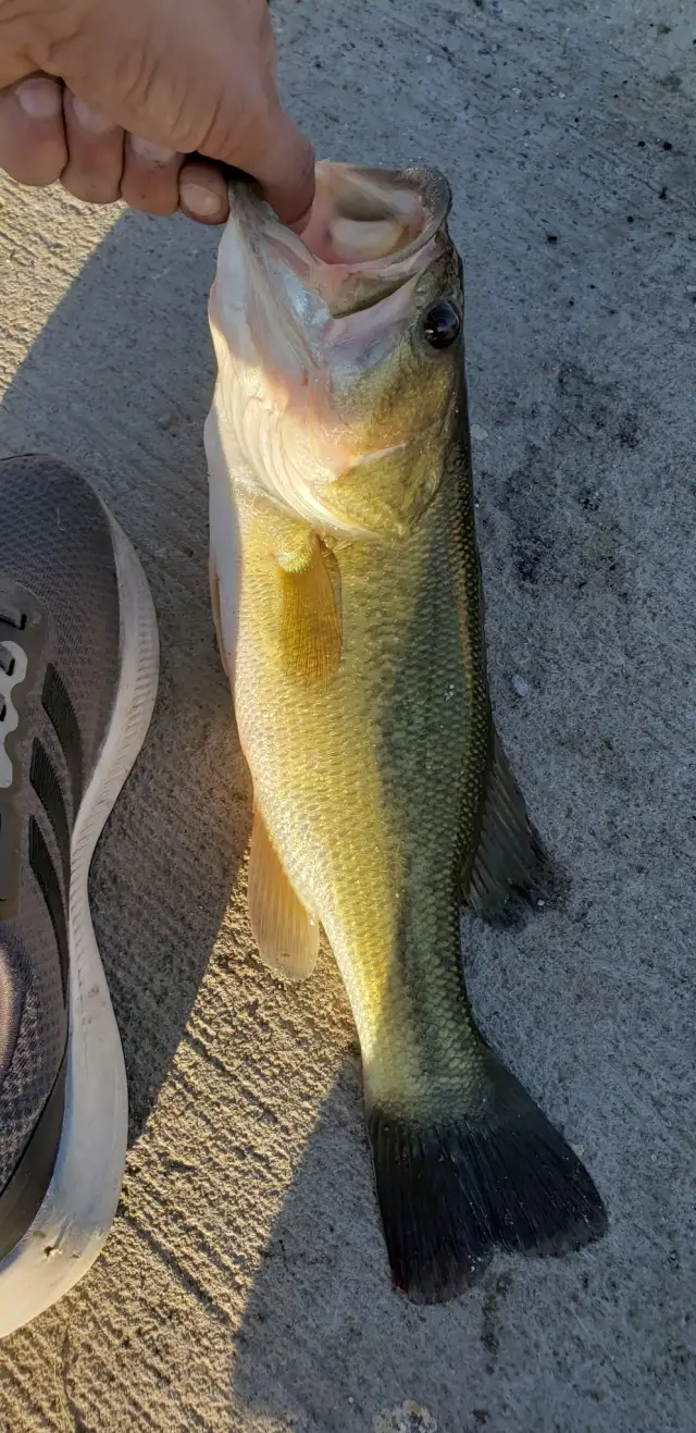 Bass