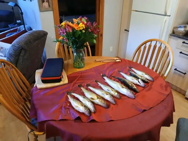 Walleye