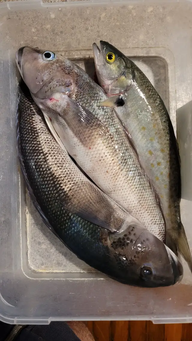 Blue Cod