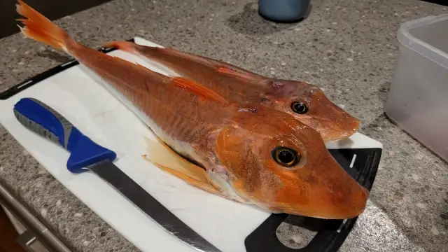 Yummy gurnard