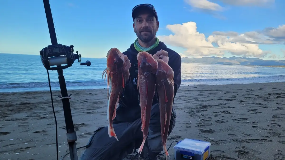 Gurnard Catch