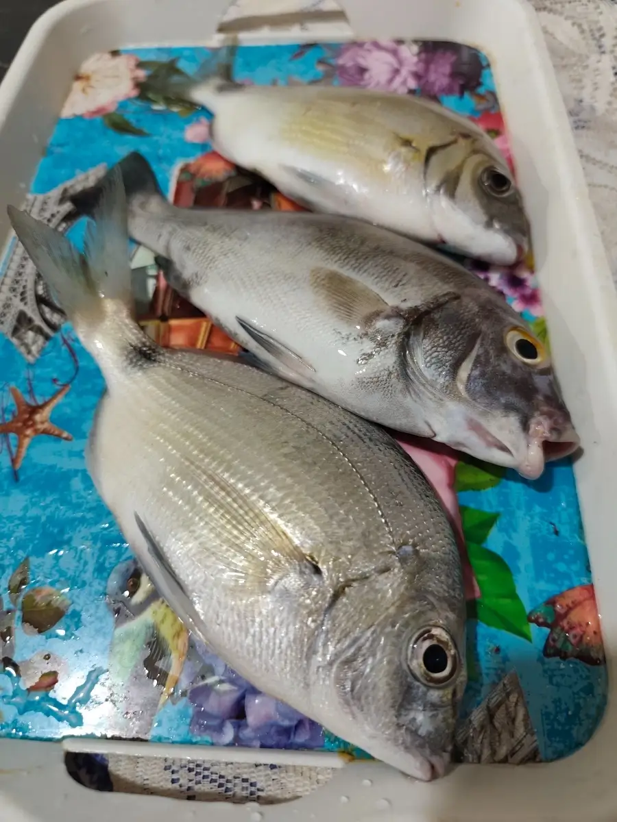 We call this fish the takhal and khno.