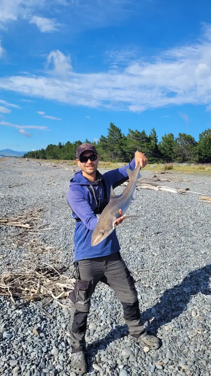 Rig or spotted dogfish
