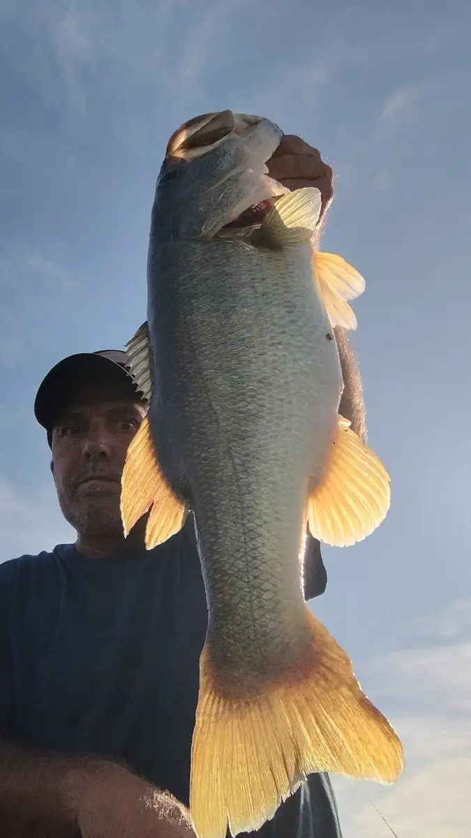 7.2 lb. Largemouth bass