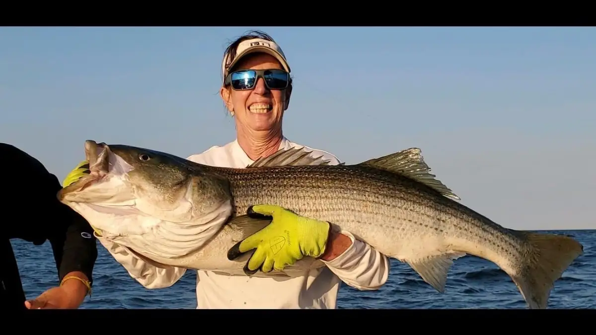 Striped bass
