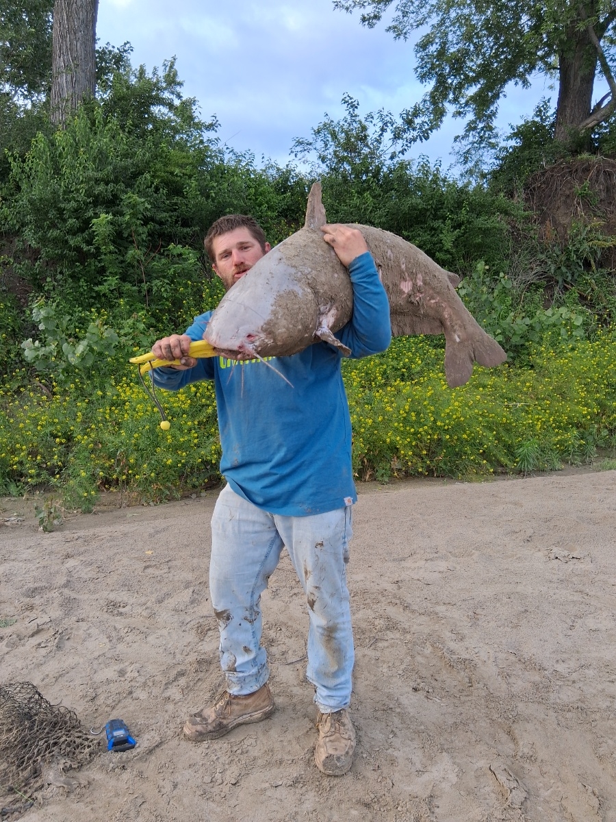 Monster 80 lbs blue cat