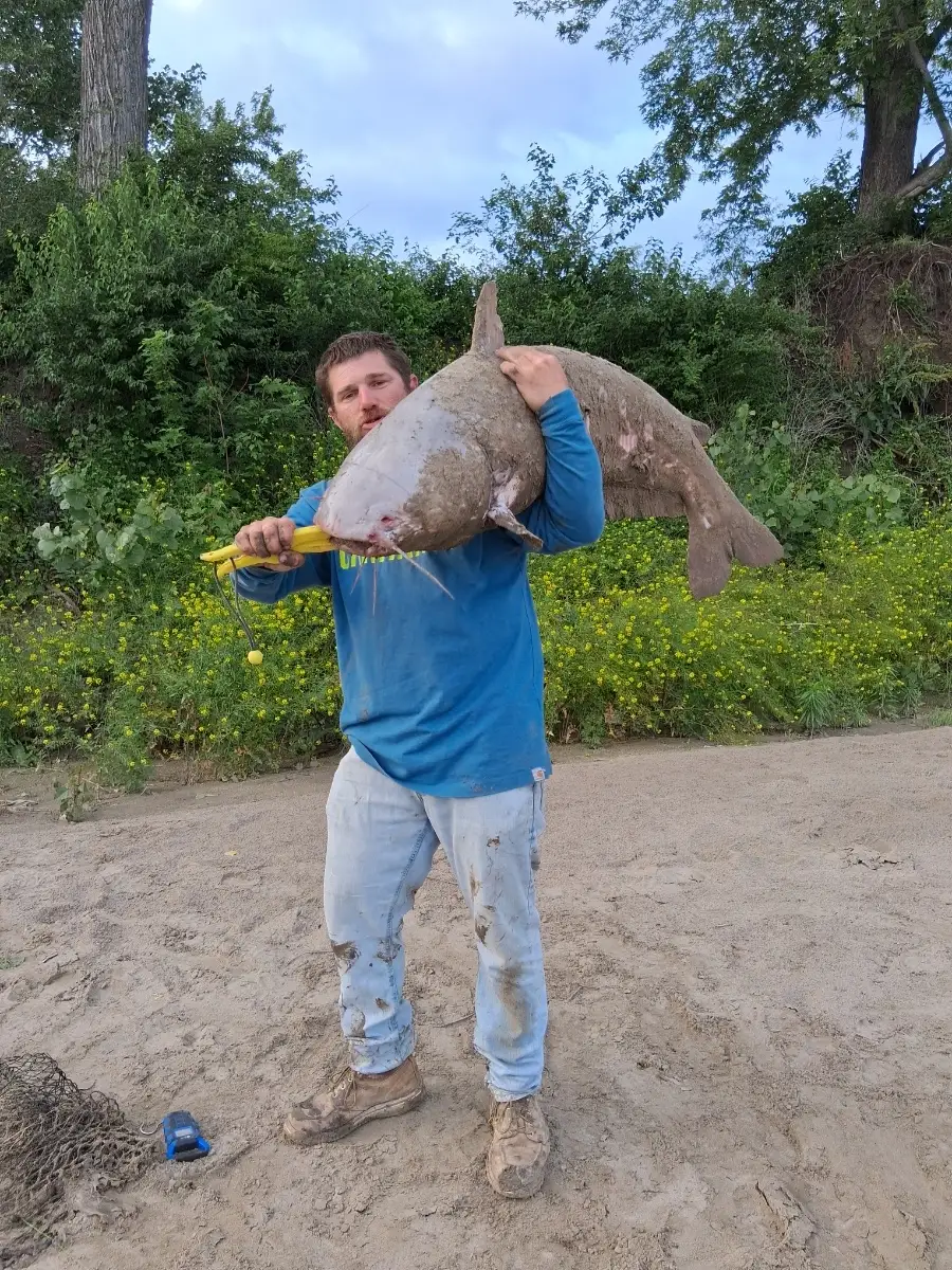 Monster 80 lbs blue cat