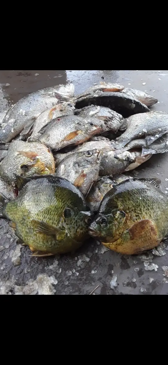 Blue gills