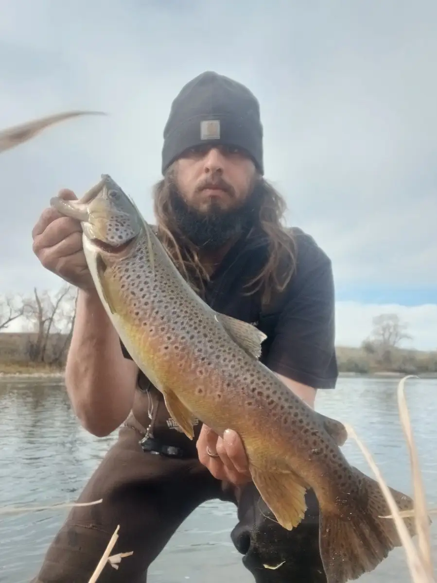 Brown Trout