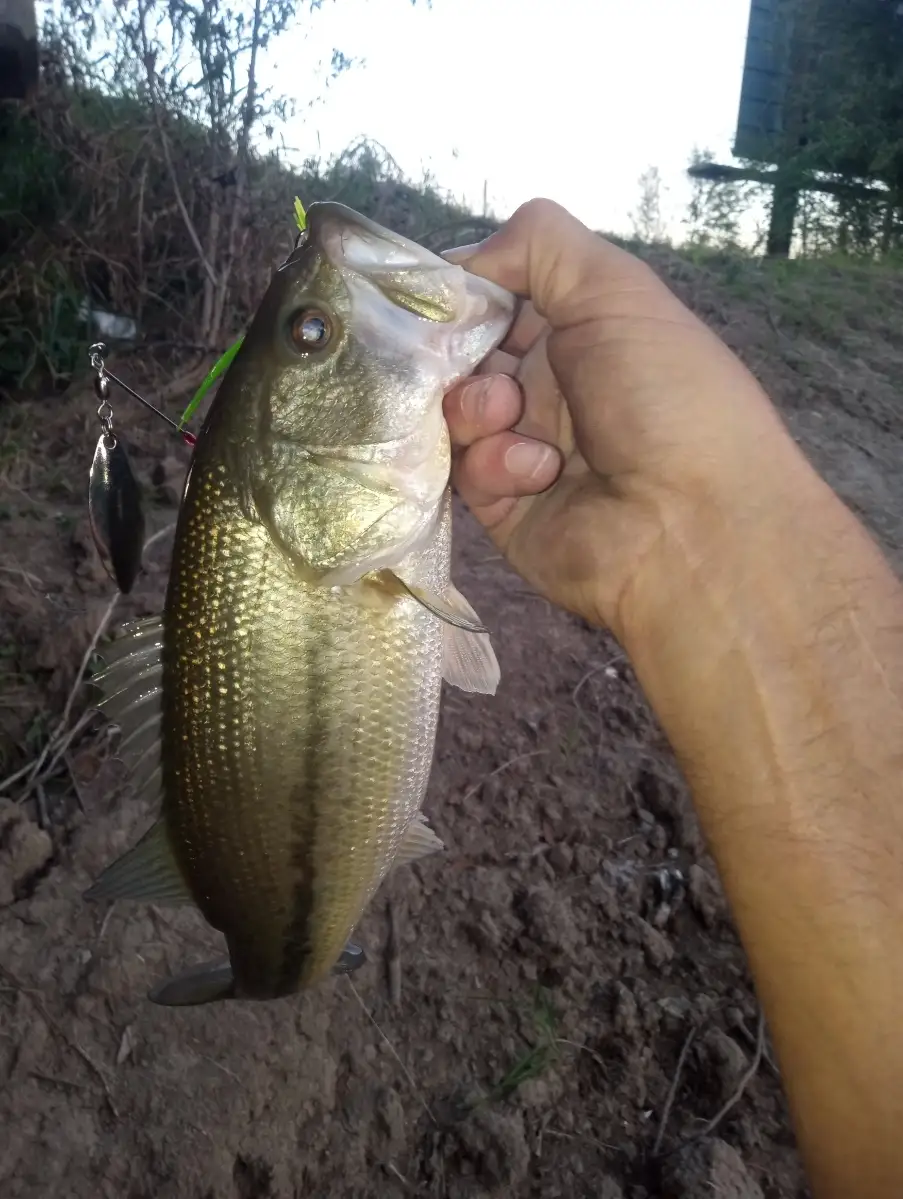 Bass
