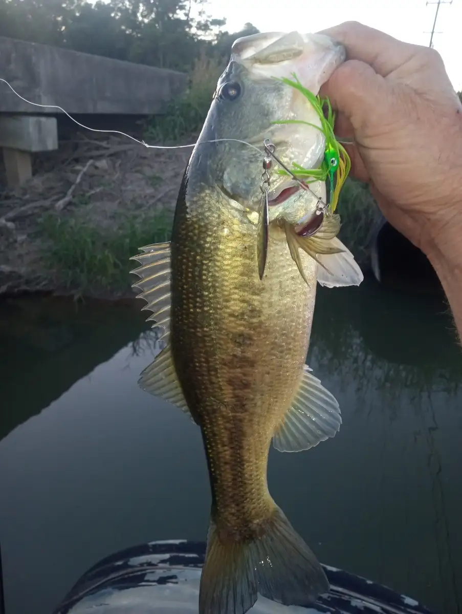🎣🦦