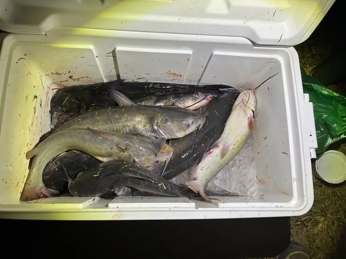 Yuma AZ -  Channel Catfish