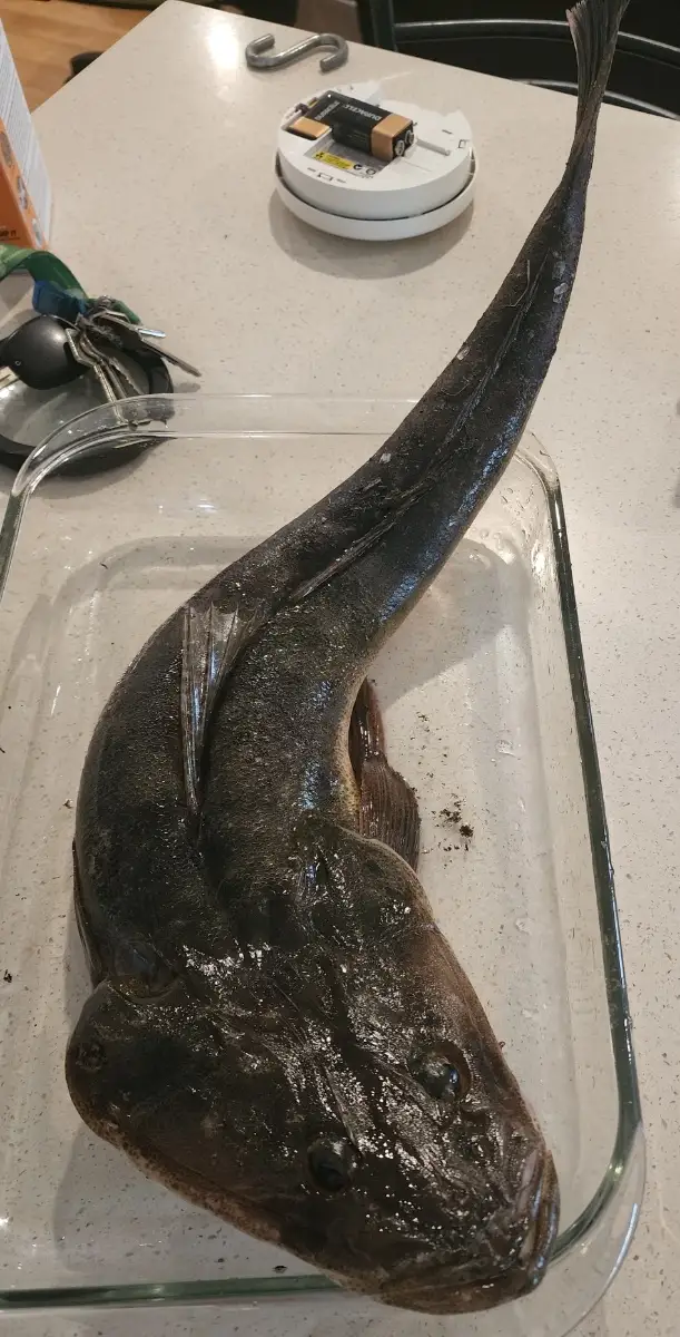 Flathead - Maroochy River on whole pilchards