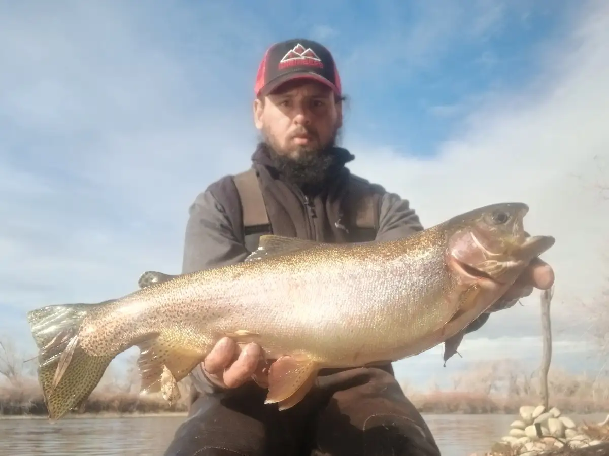 Rainbow Trout