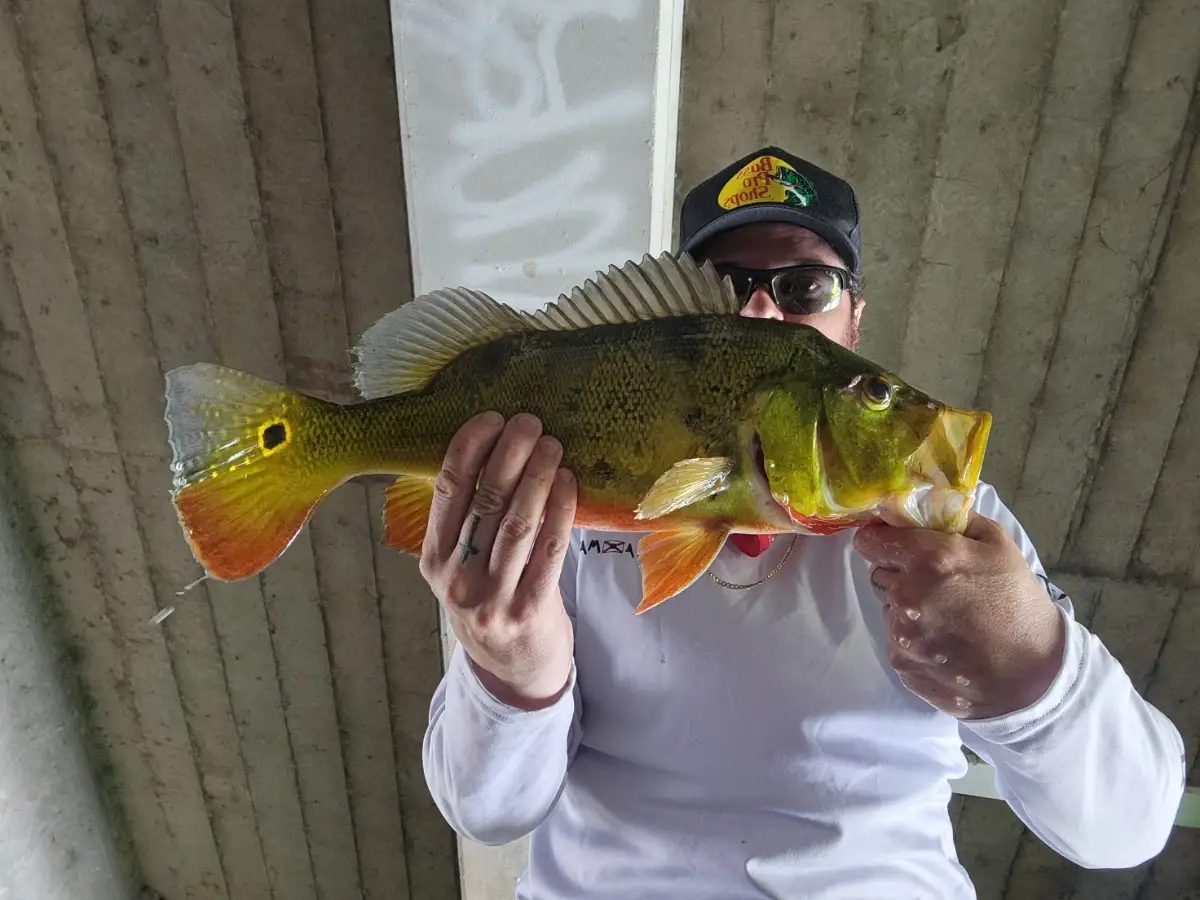 Peacock Bass