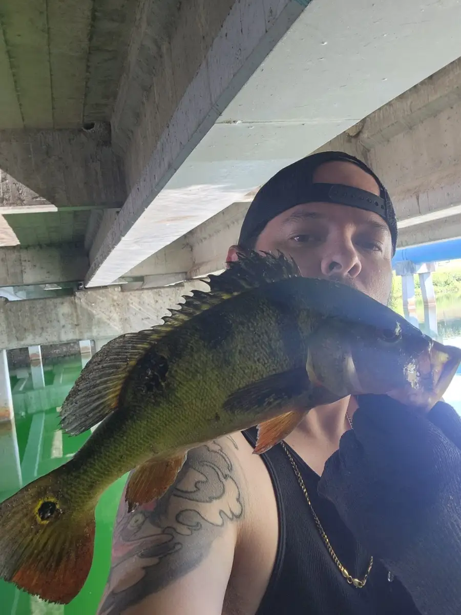 Peacock Bass