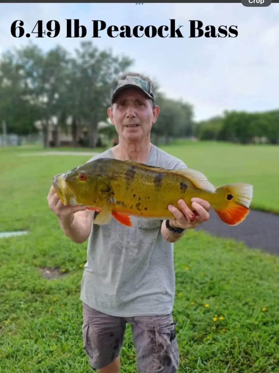Peacock Bass