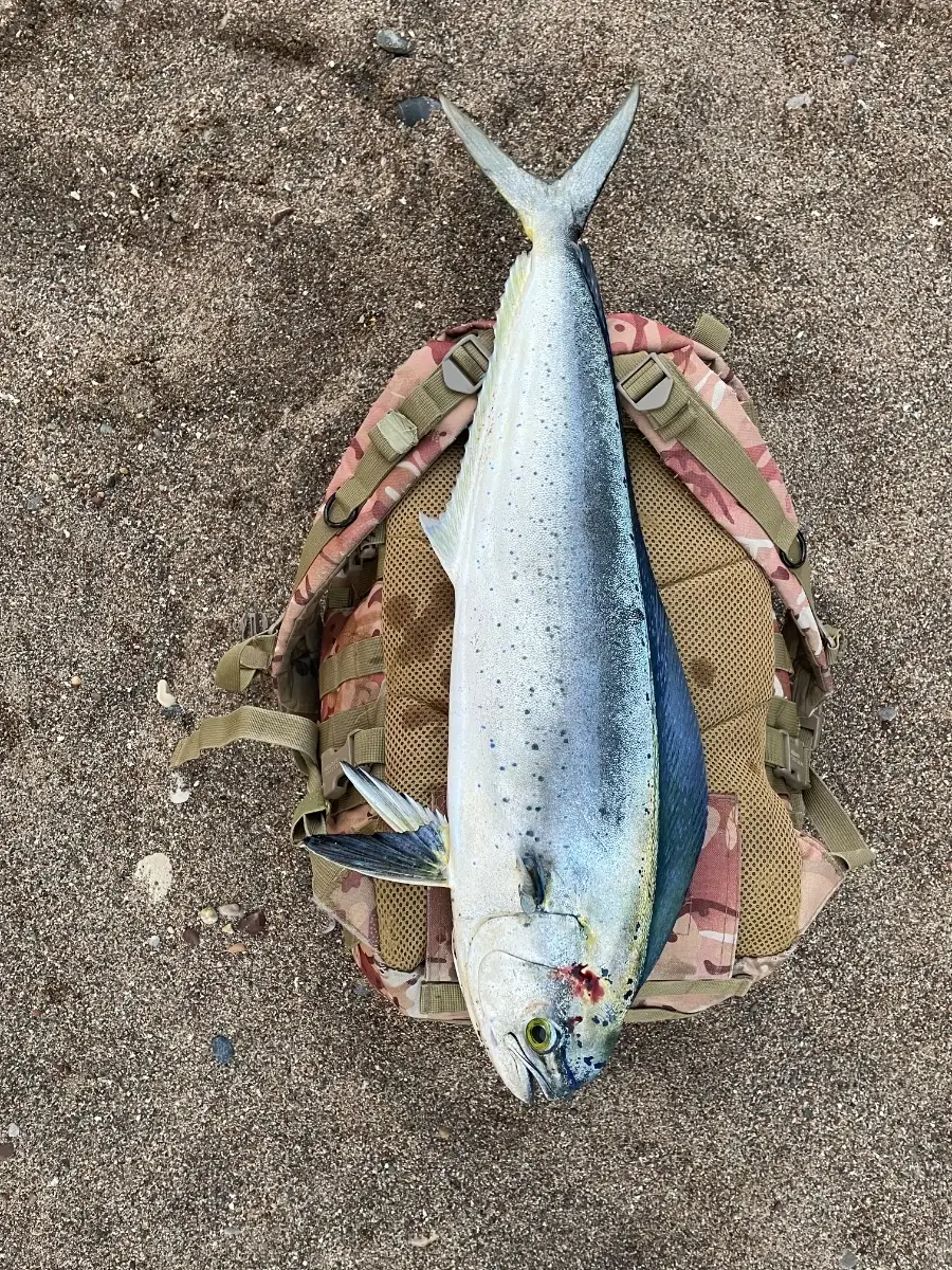 Shore caught, Mahi Mahi
