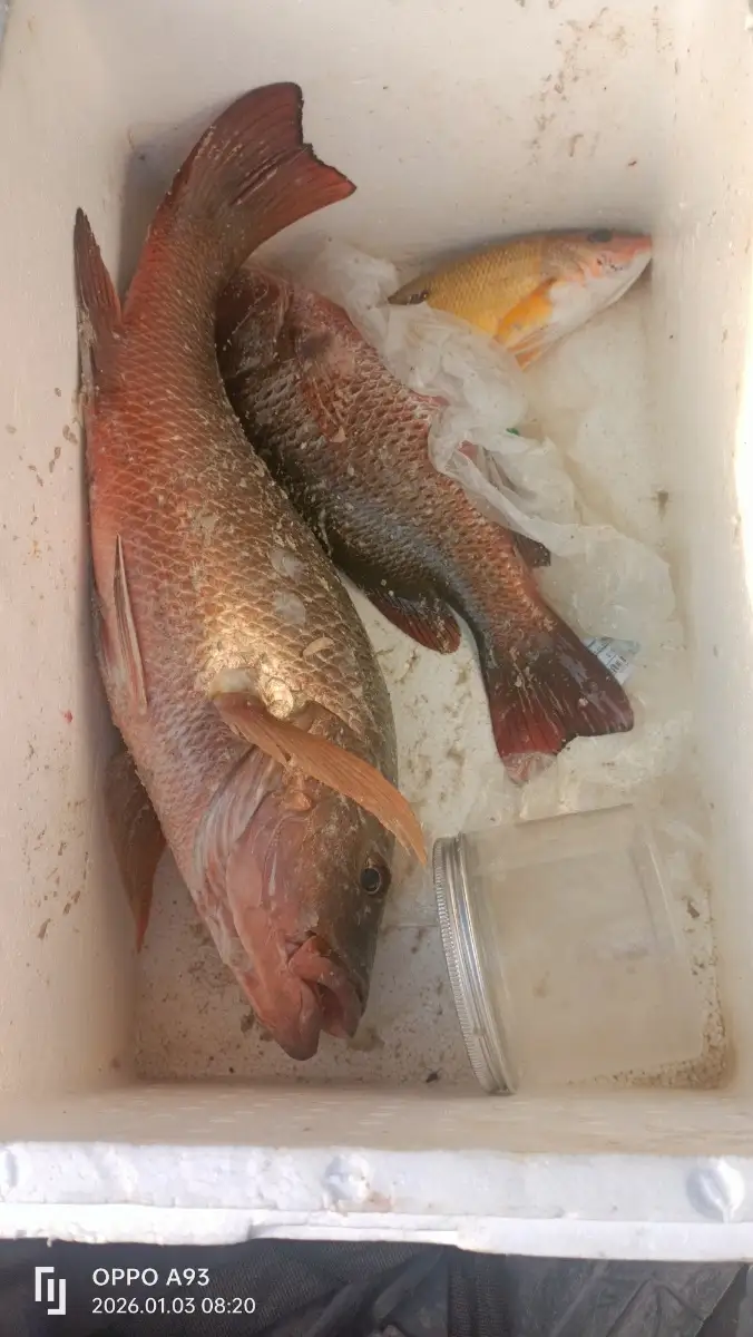 Red snapper and spotted snapper