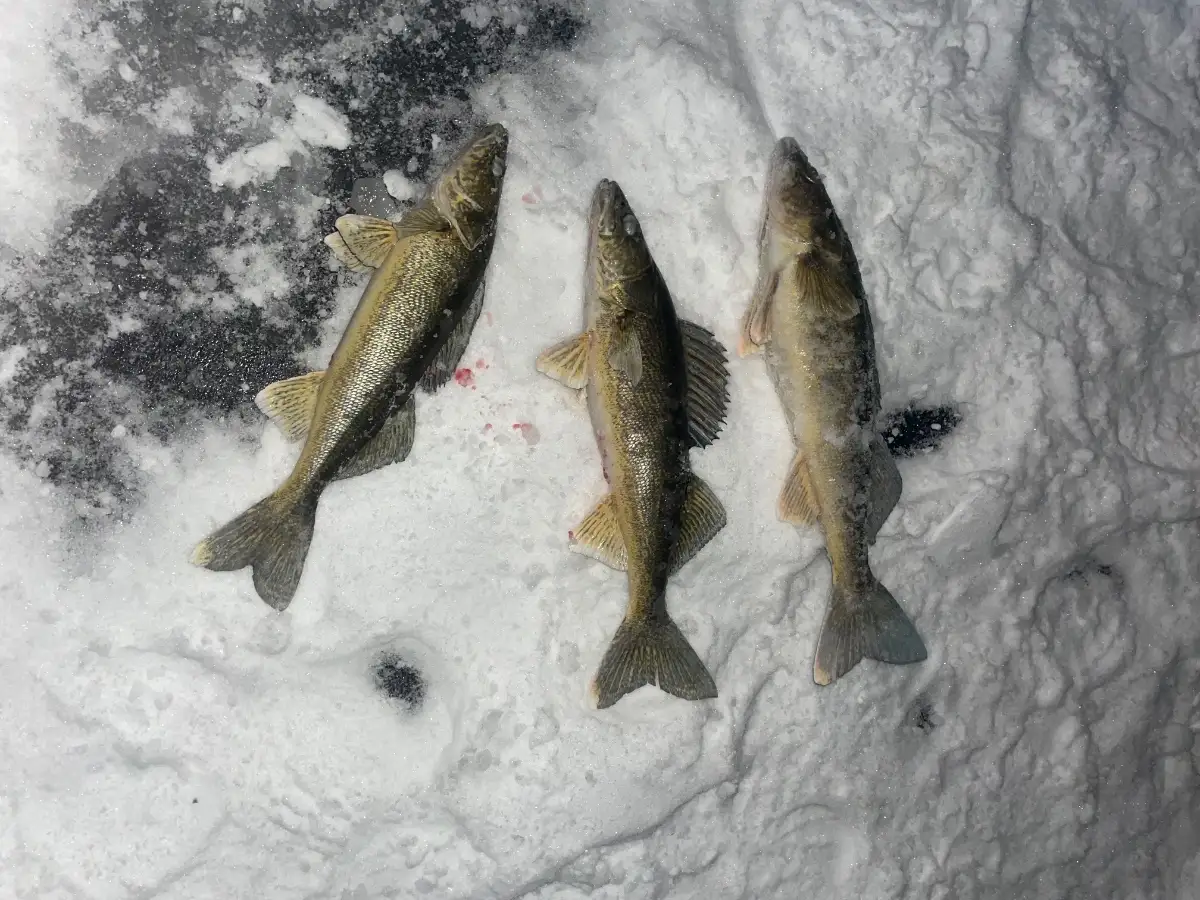 Walleye