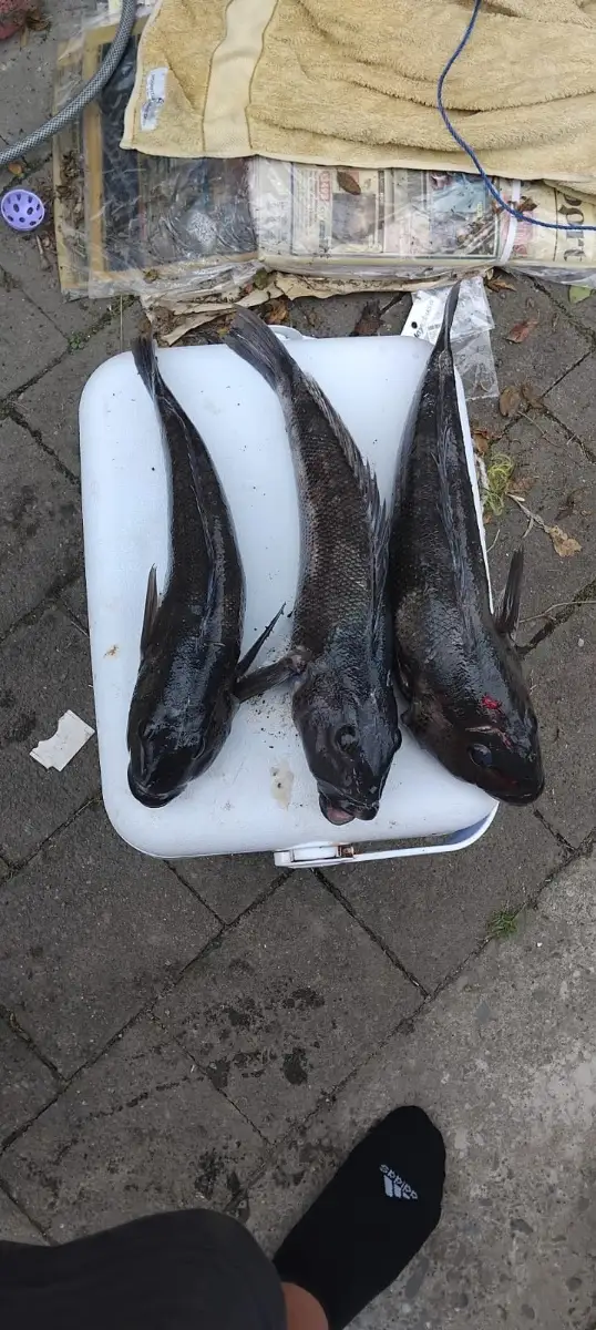 blue cod