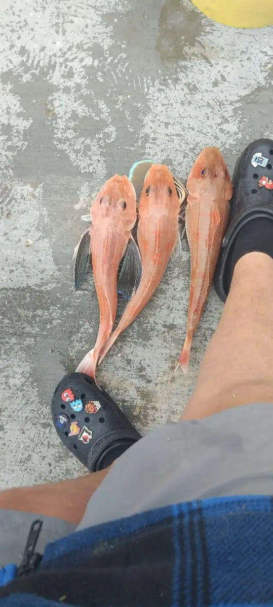 gurnard
