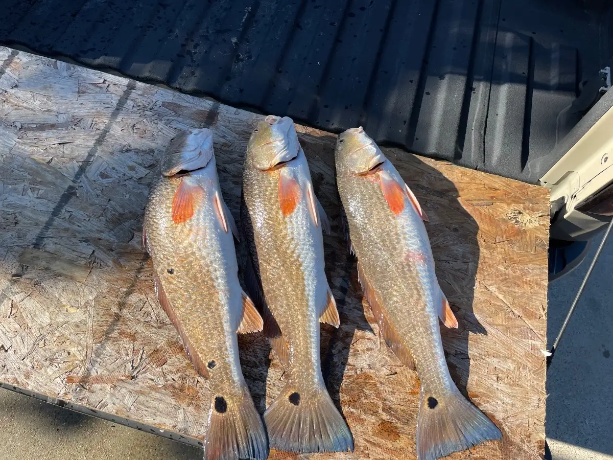 Another cold winter day limit.  02/01/26