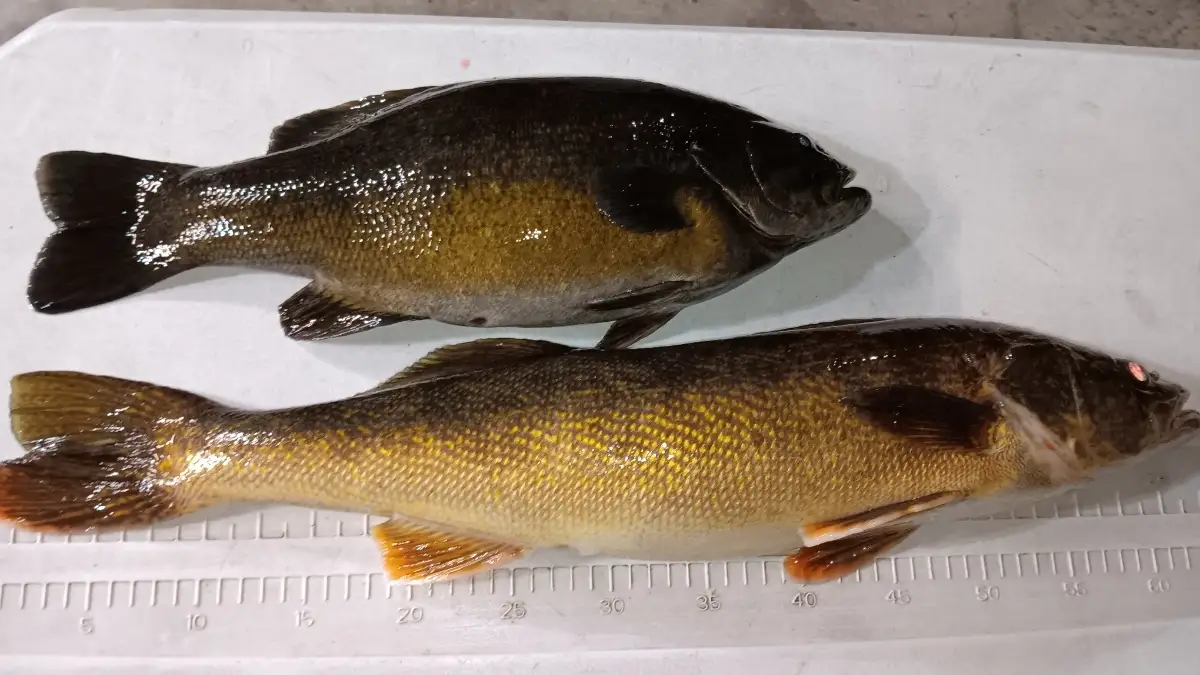 Columbia River walleye & small mouth