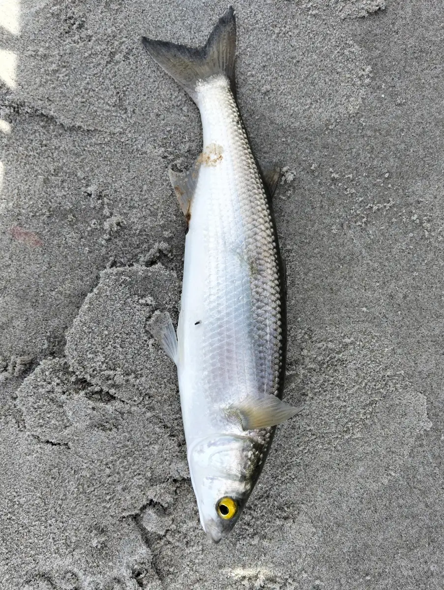 Yellow Eyed Mullet