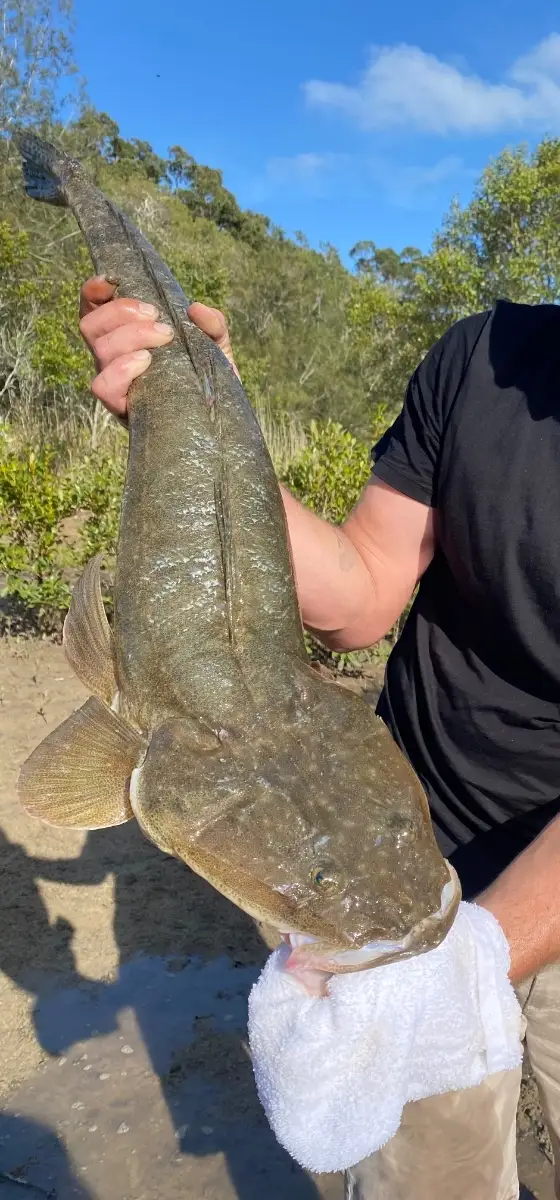 87ch flathead on 10 p