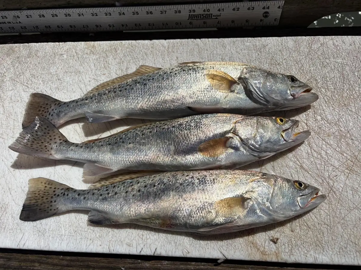 Nice limit of fat speckled trout all over 17”