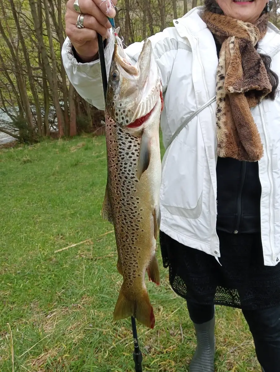Beautiful 60cm Brown Trout, Lake Aviemore