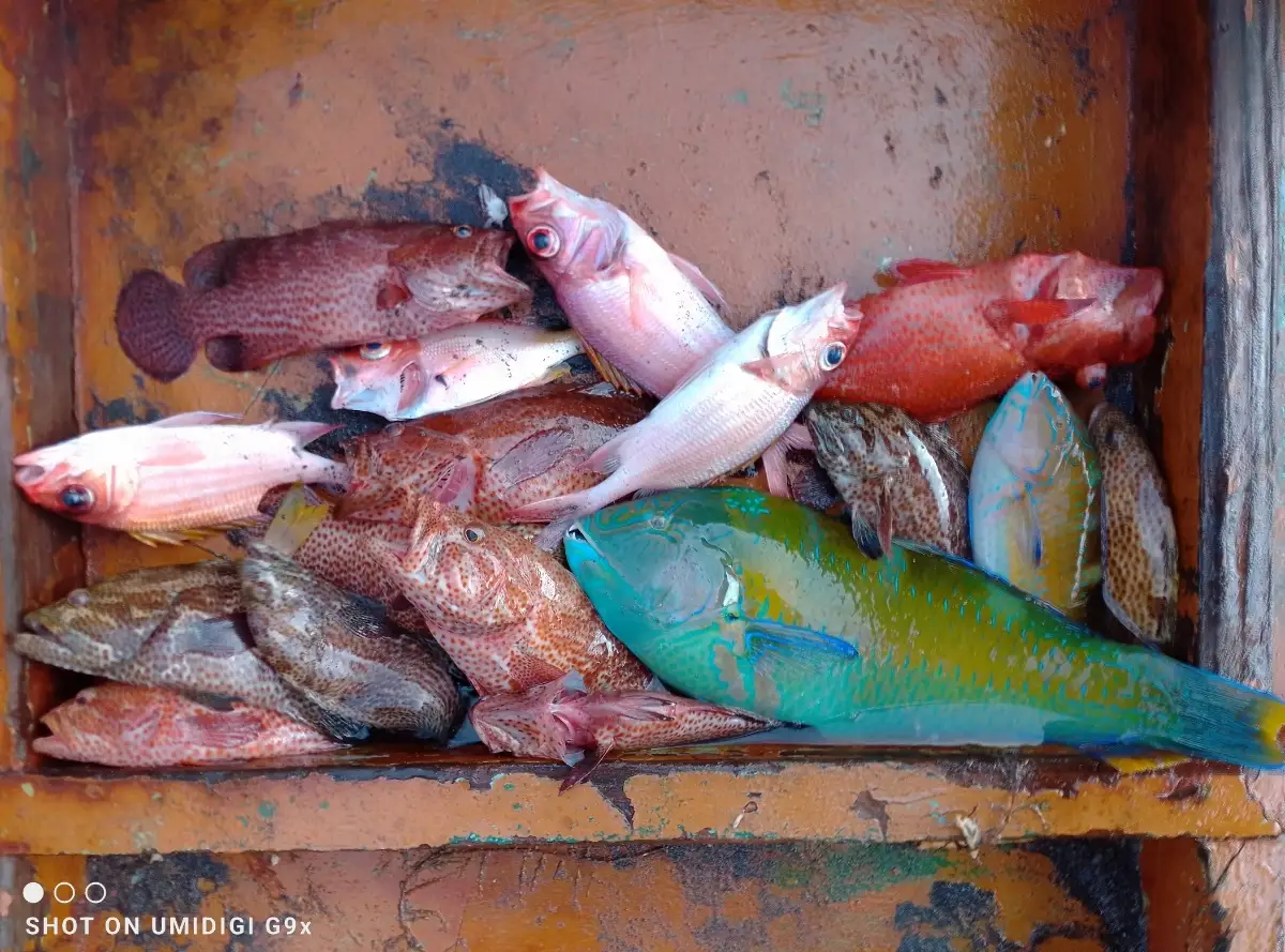 Parrot and grouper with some snapper In Between