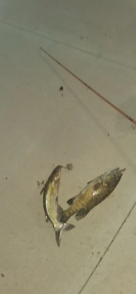 Bass and catfish caught together  that's first for me