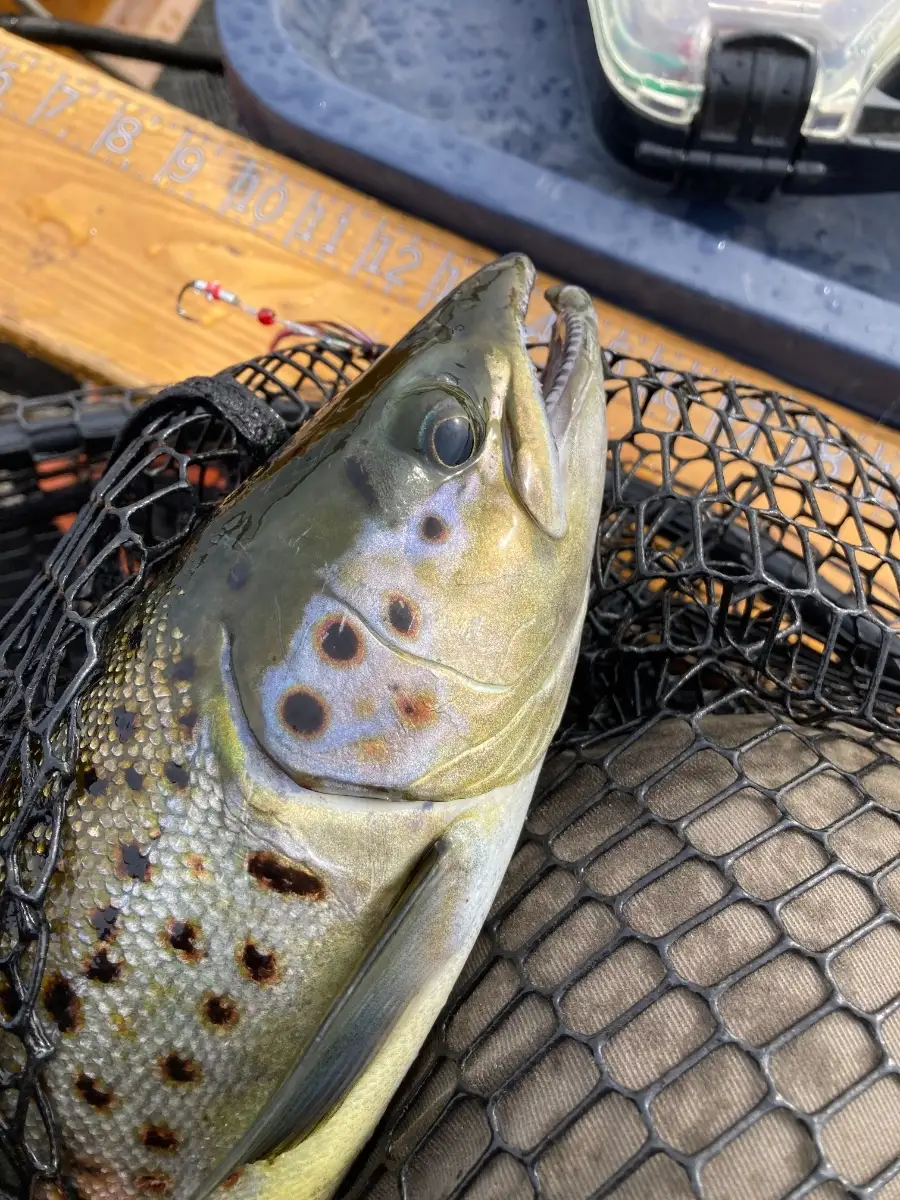 Salmon