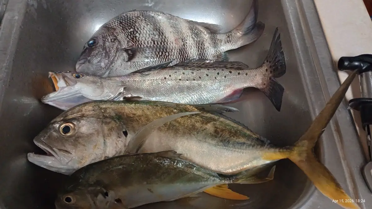 Jetty Fishing