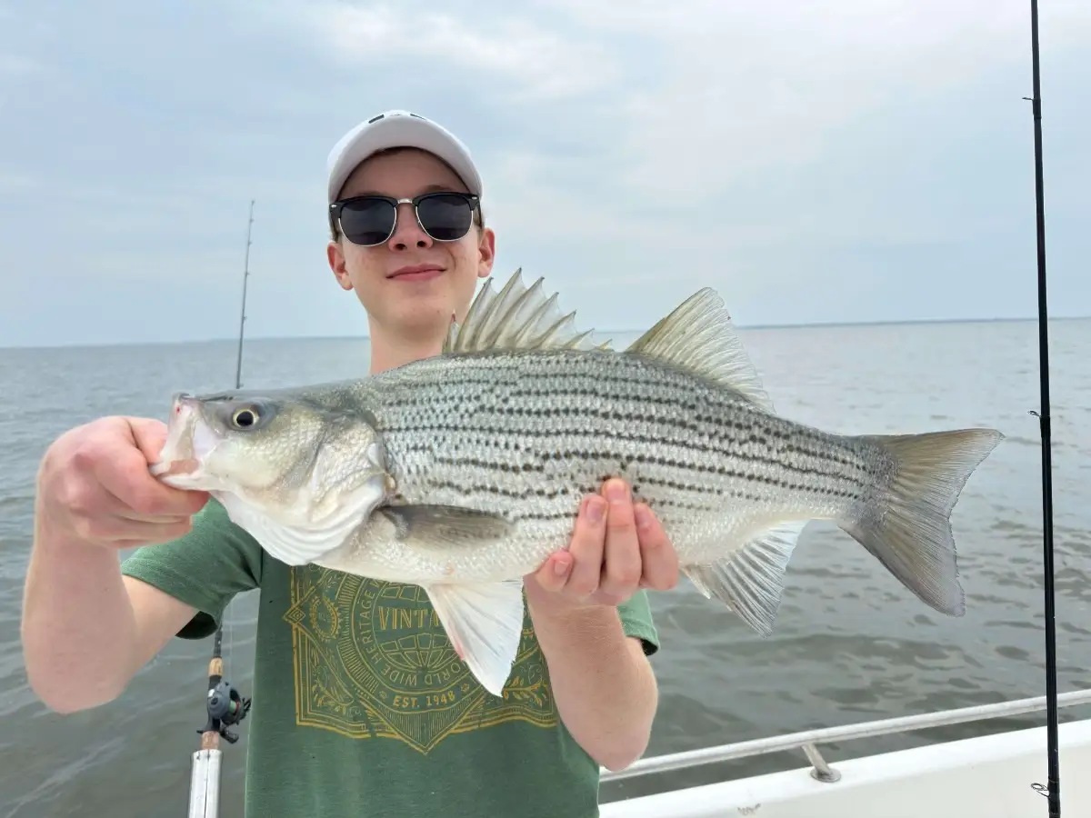 Hybrid Striper