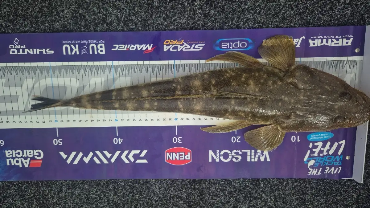 Flathead