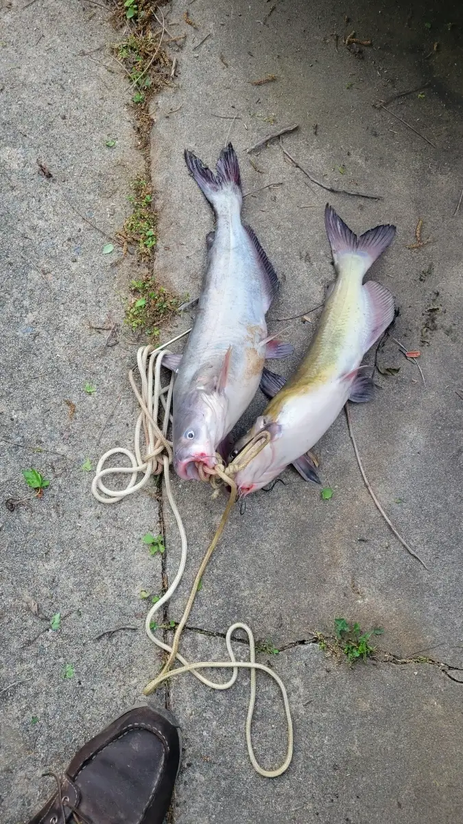 1blue 1 channel catfish