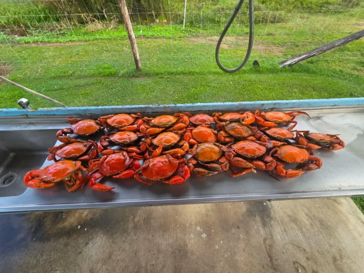 Mud crabs