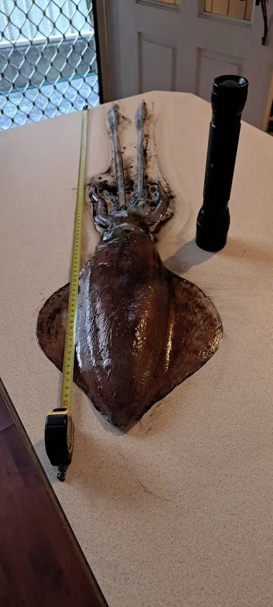 Huge squid